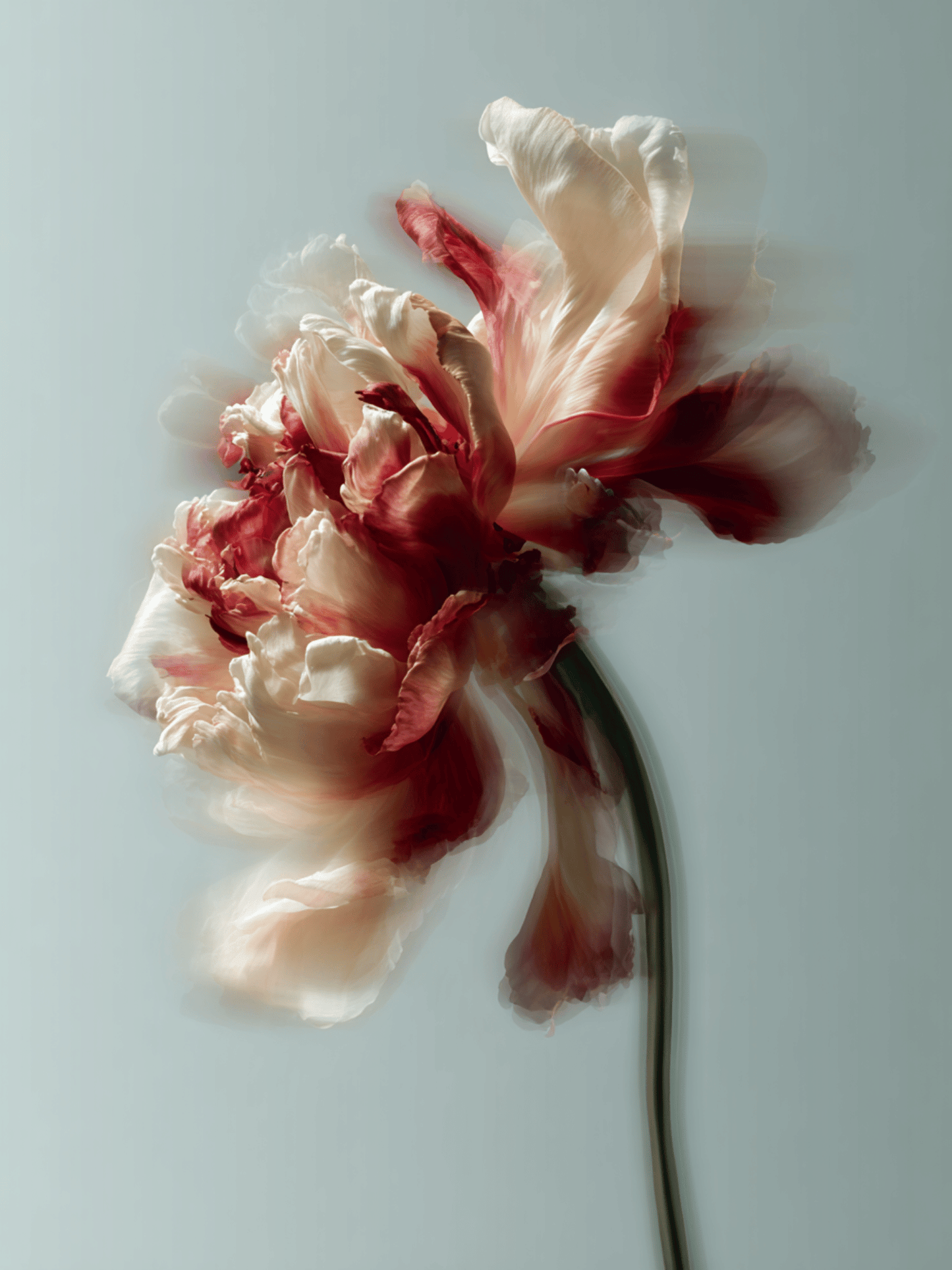 Ethereal flower in motion