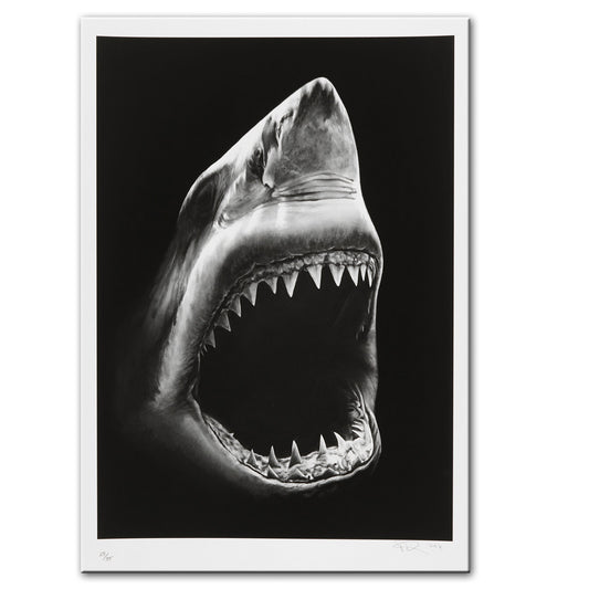 Modern shark canvas wall art