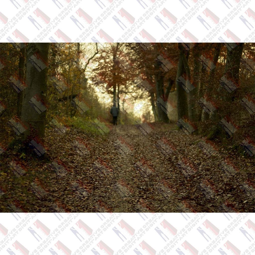 Autumn forest path