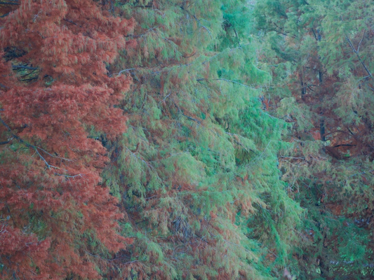 Autumn forest trees in green and red nature photography print