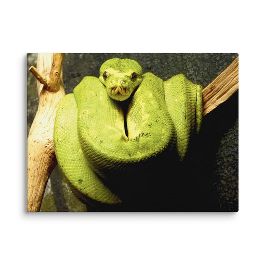 Green snake