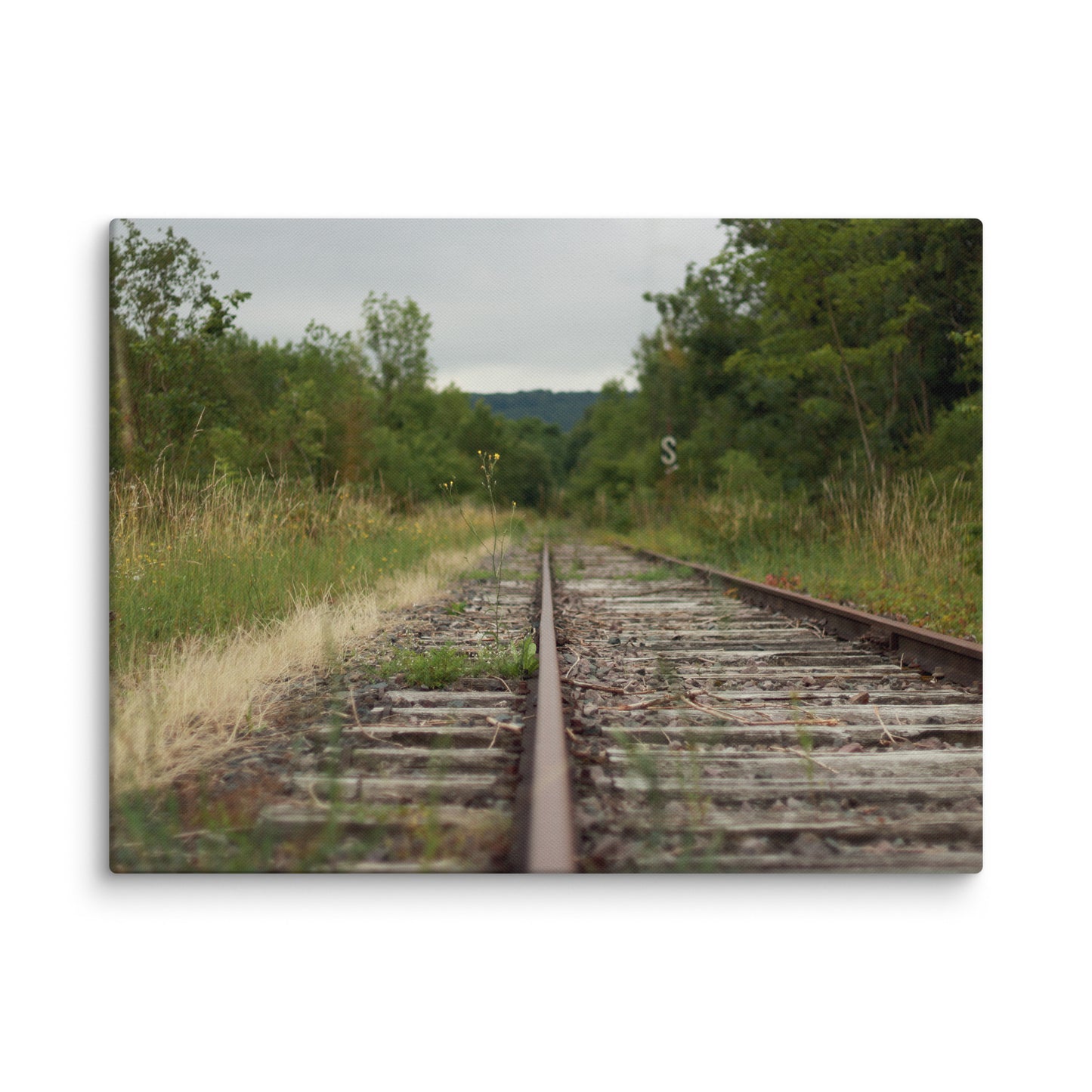 Abandoned railway