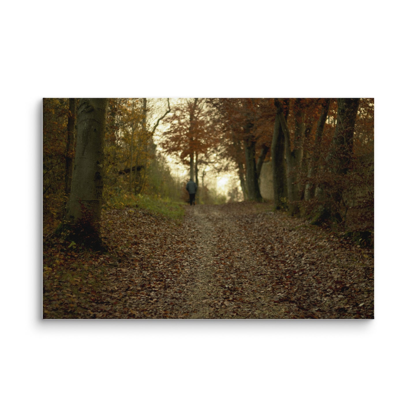 Autumn forest path