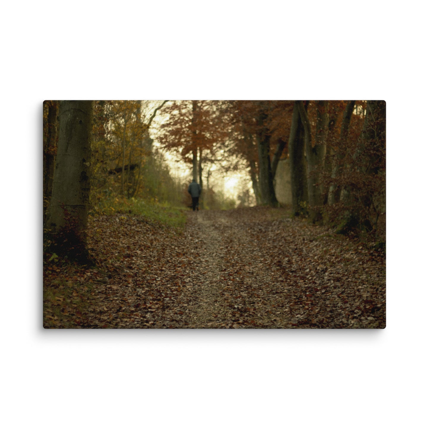 Autumn forest path