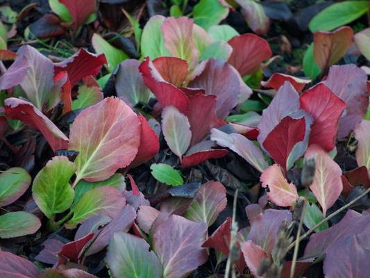 Colorful autumn leaves ground nature photography print