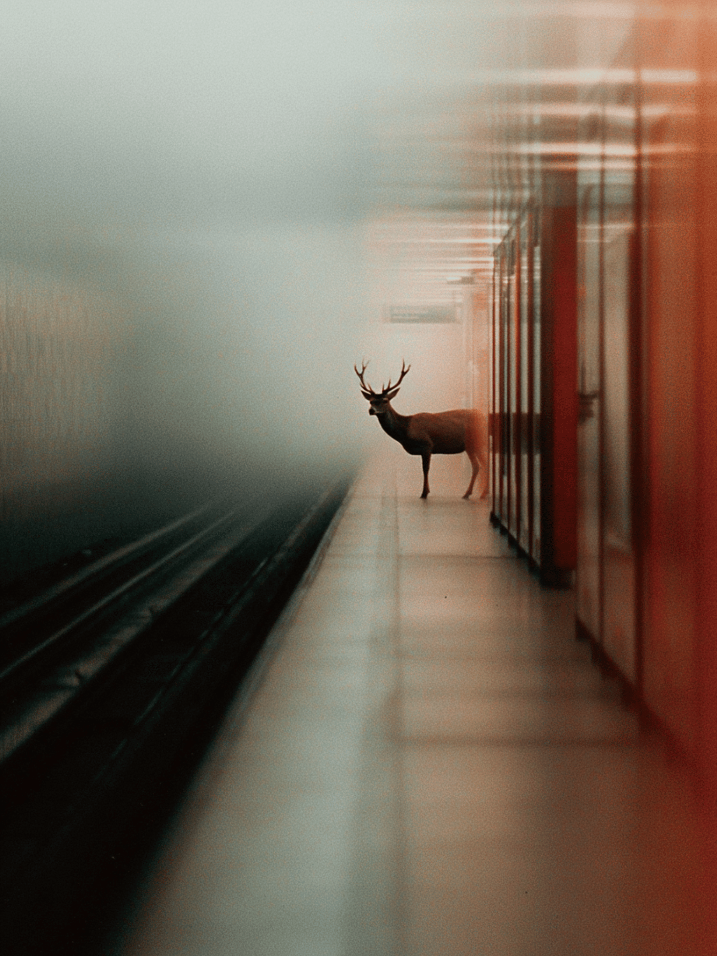 Deer waiting alone on subway platform