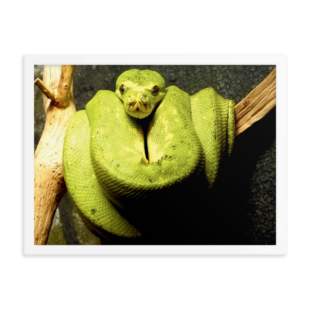 Green snake