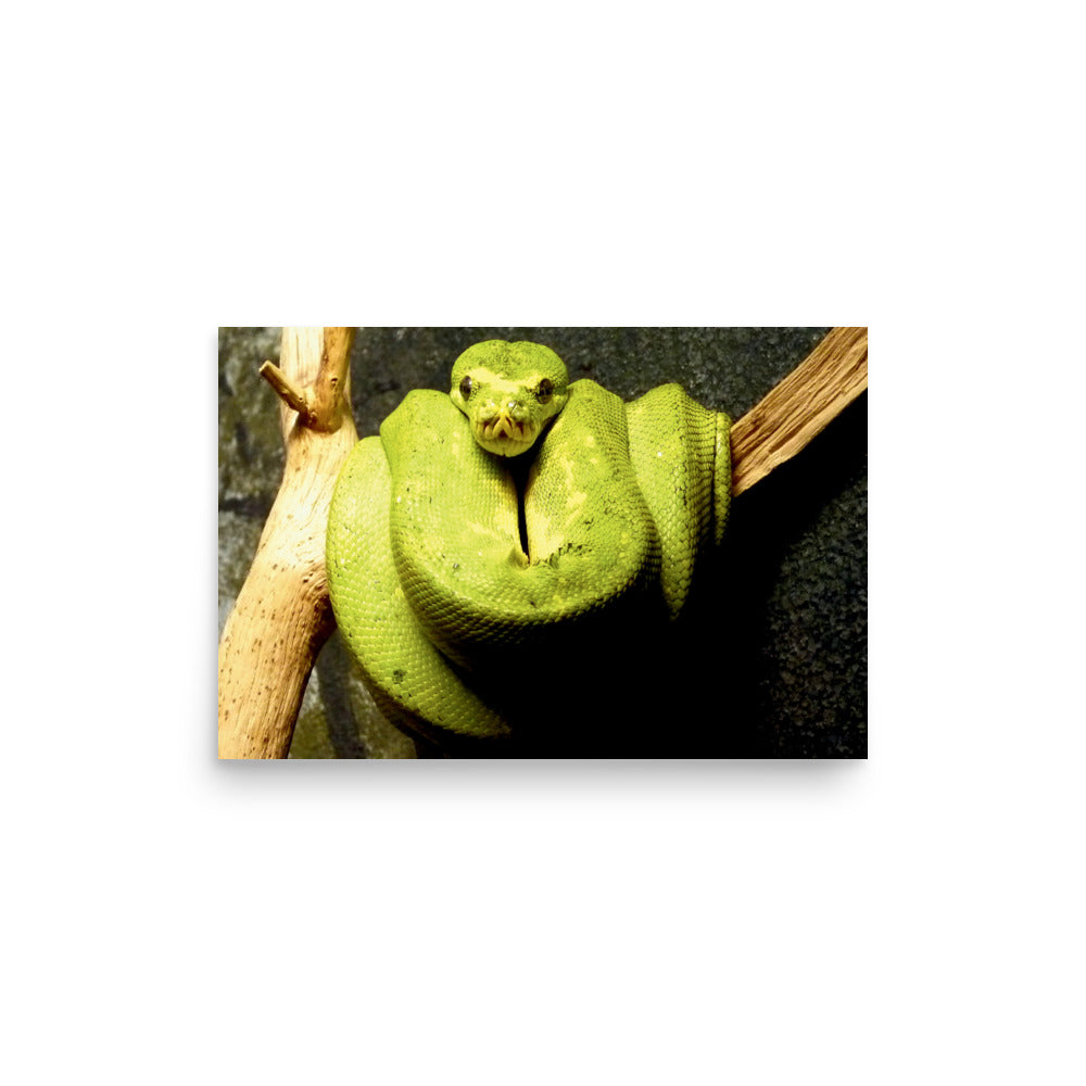 Green snake