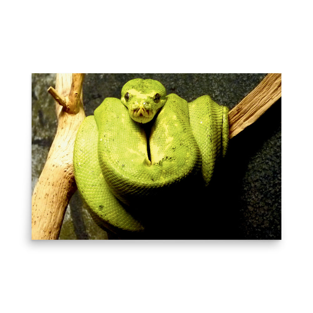 Green snake