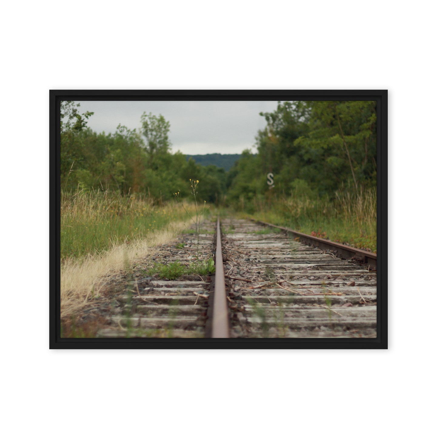 Abandoned railway