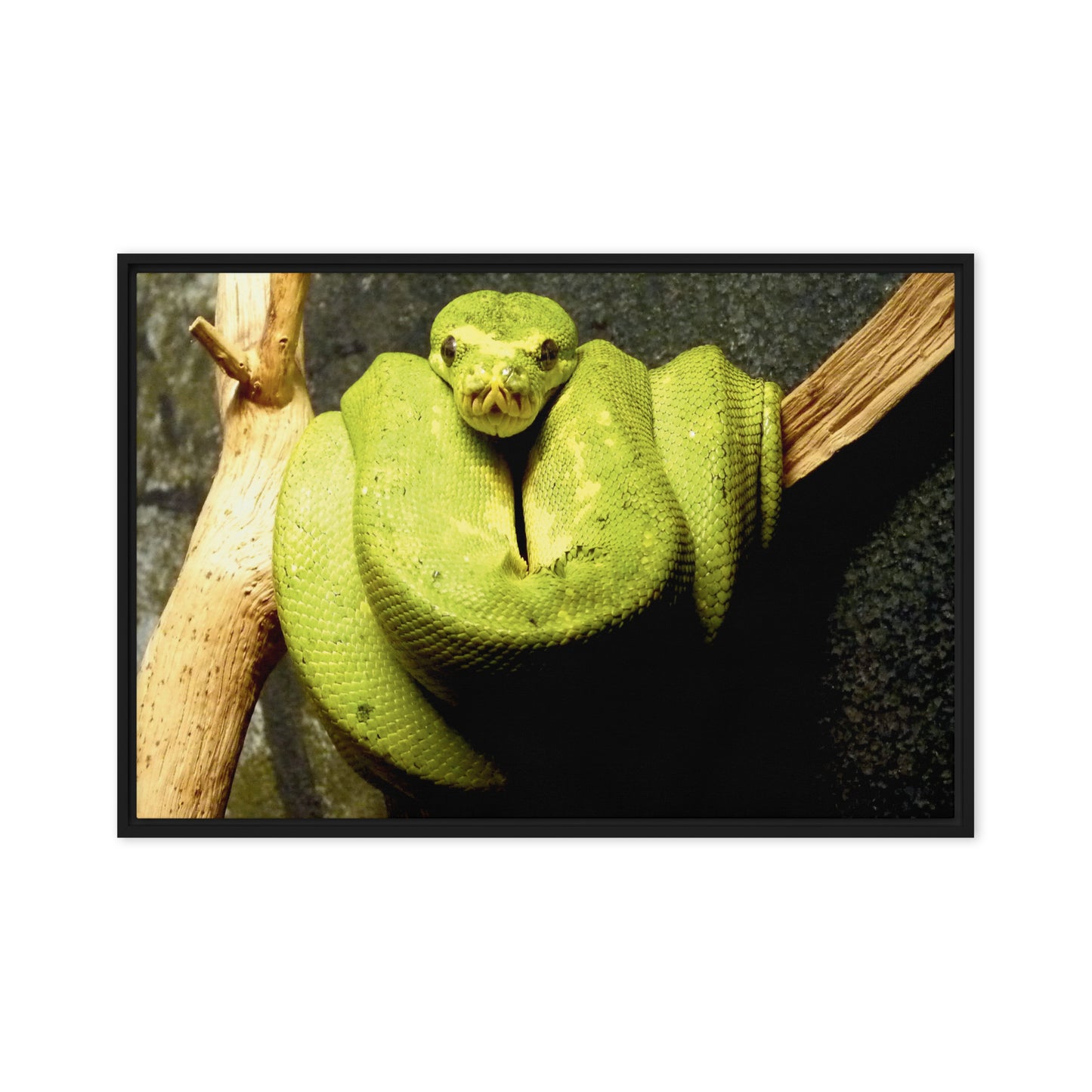 Green snake