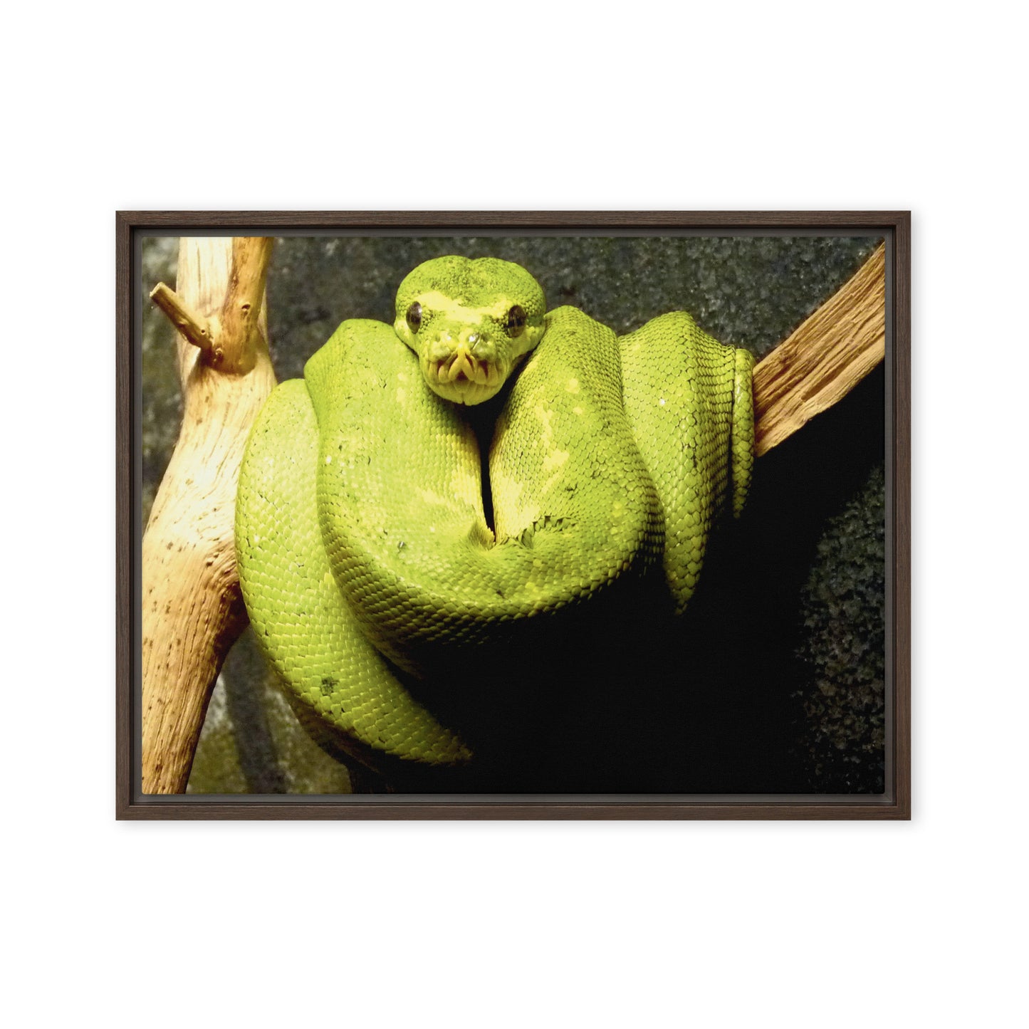 Green snake