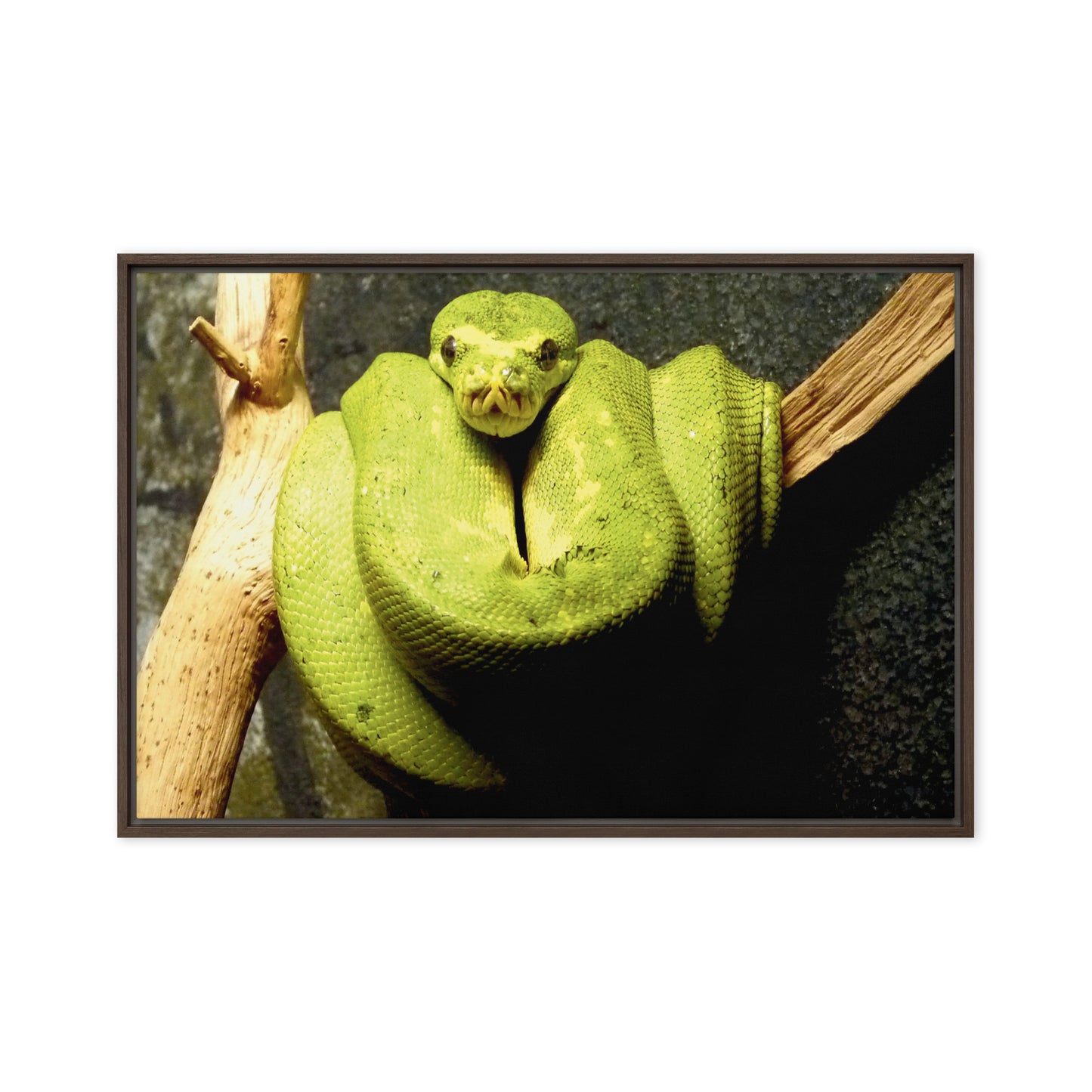 Green snake