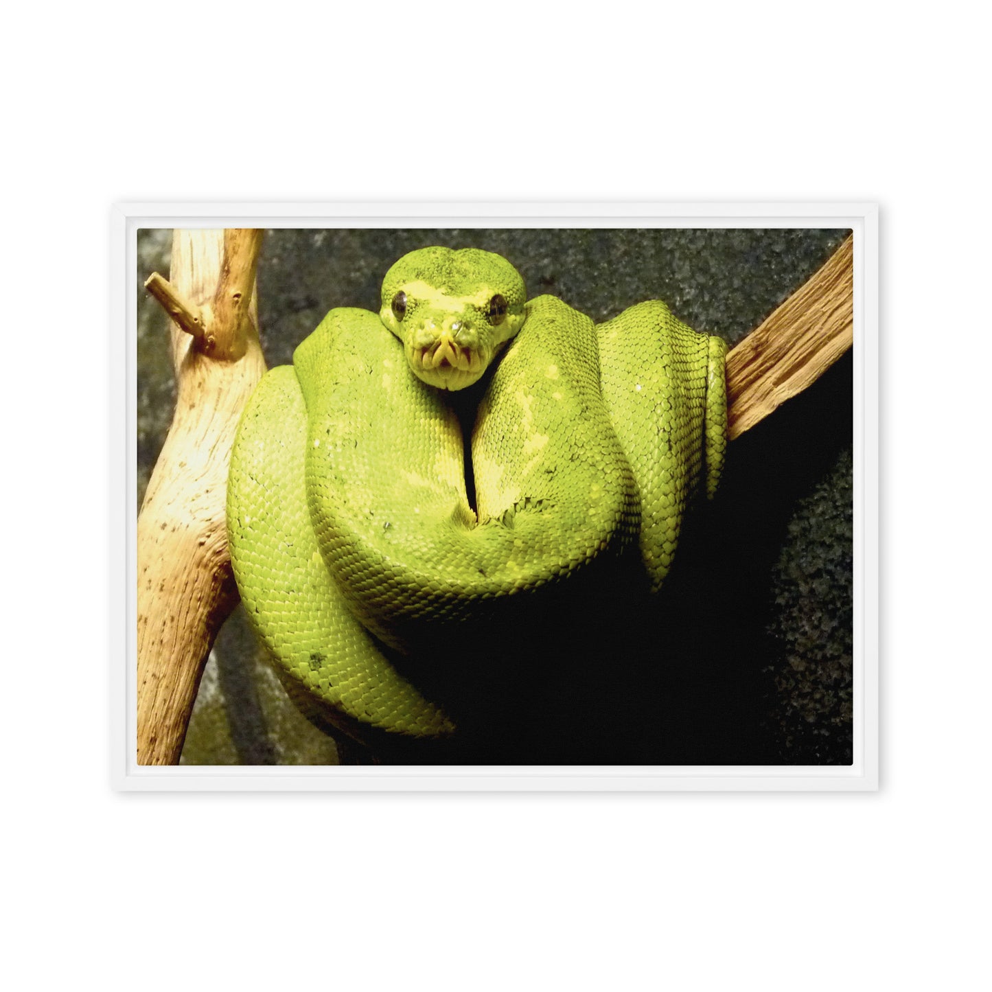 Green snake