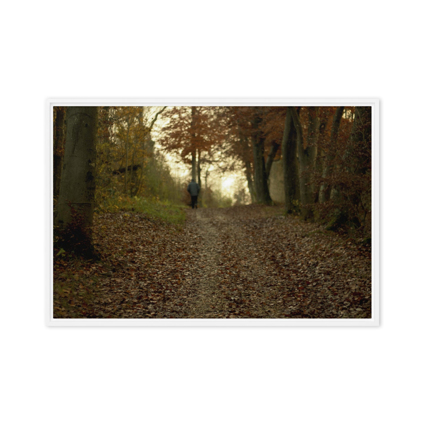 Autumn forest path