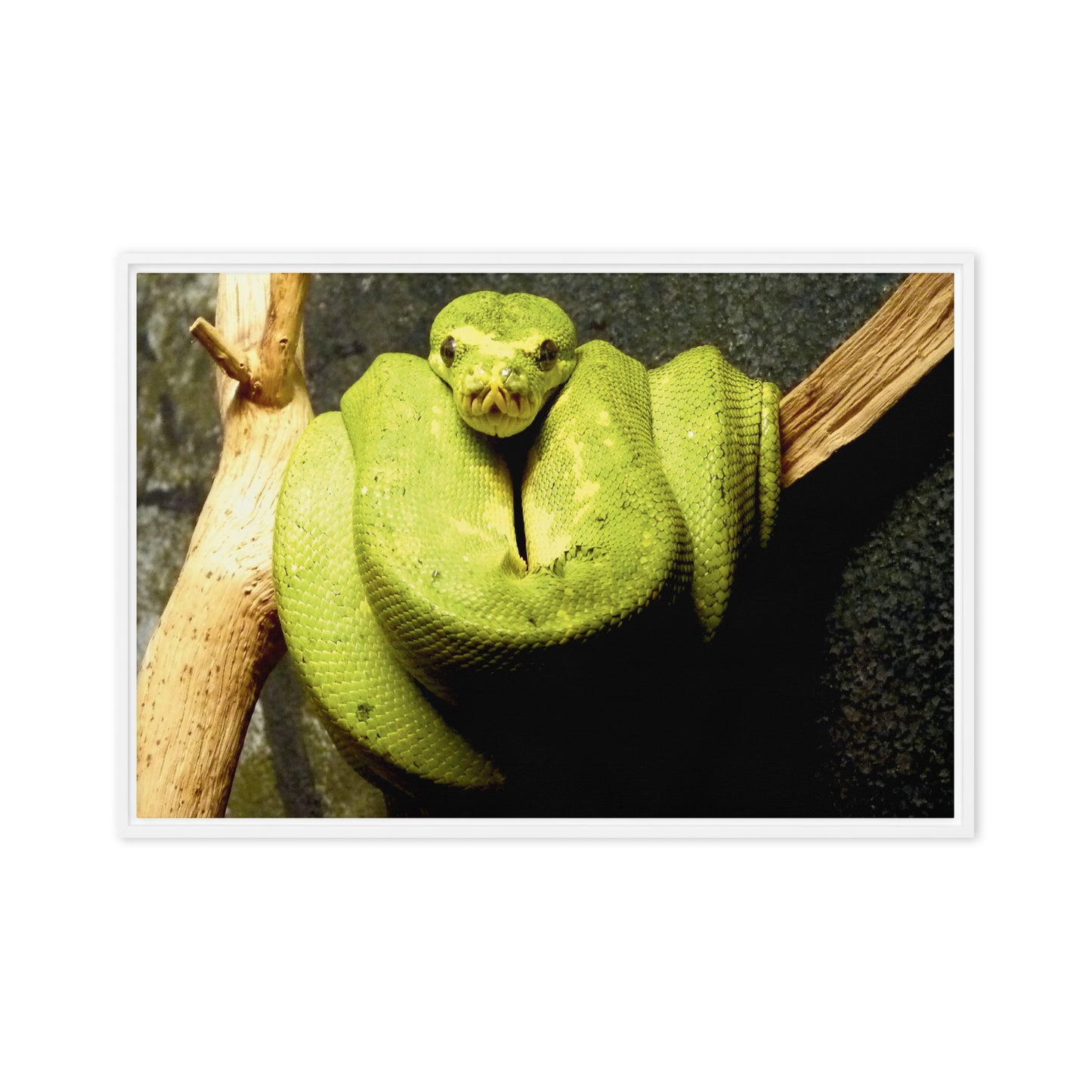 Green snake