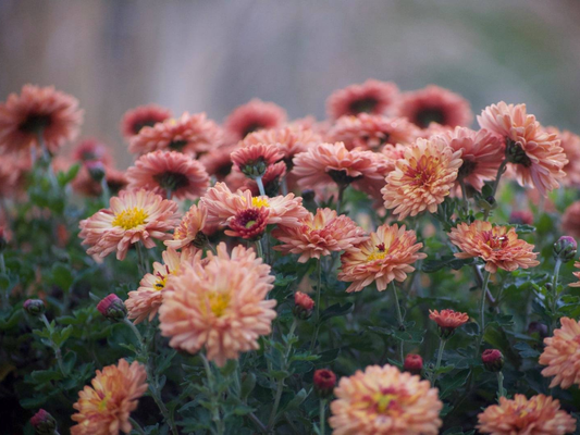 Peach chrysanthemum flowers garden photography print