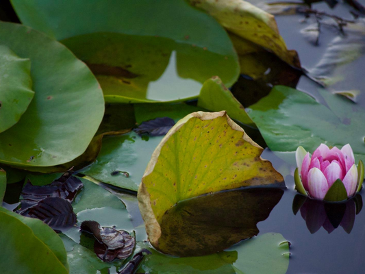 Pink water lily pond nature photography print