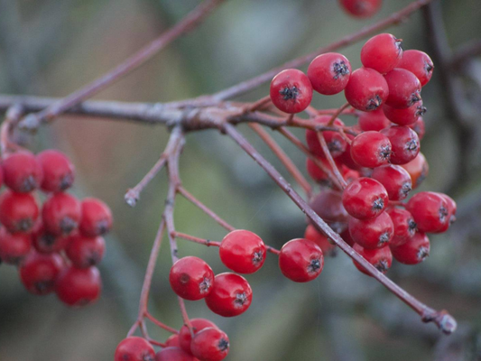 Red berries close-up botanical nature photography print