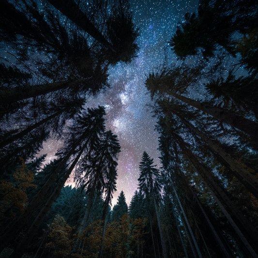 Starry night sky through tall forest trees