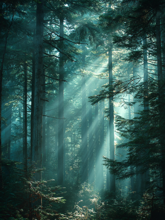 Sunlight streaming through peaceful green forest